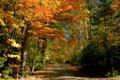 Forest Road