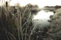 Bear River Mist