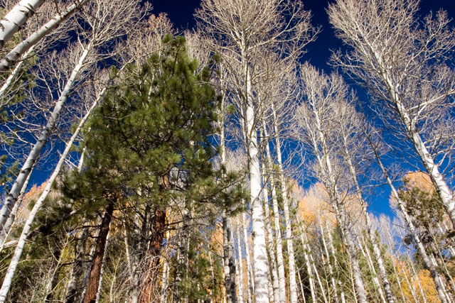 Bare Aspens