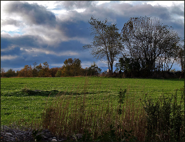 pasture and treeline