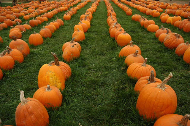 Pumpkin Patch