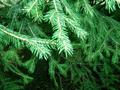 pine tree leaves