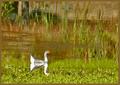 Goose on Pond