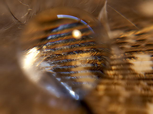 Raindrop on a feather