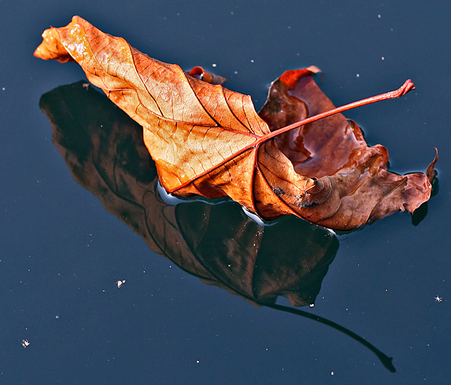 Fallen Leaf