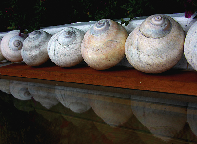 Moon Snails on the Windowsill