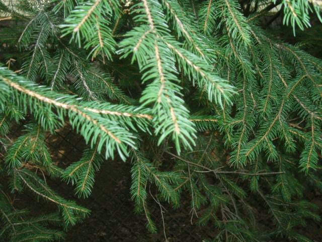 Just an old pine tree