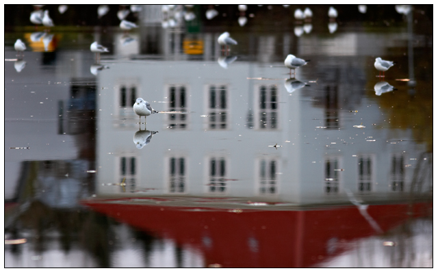 Seagulls on thin ice