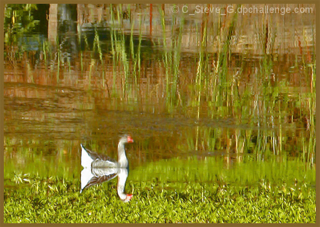 Goose on Pond