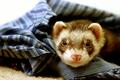 The Reason Ferrets Are Stinky!