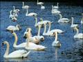 .......swan lake !