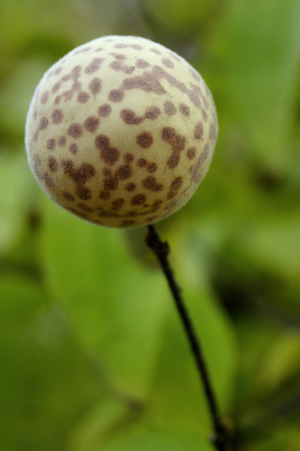 Nature's Lollipop?