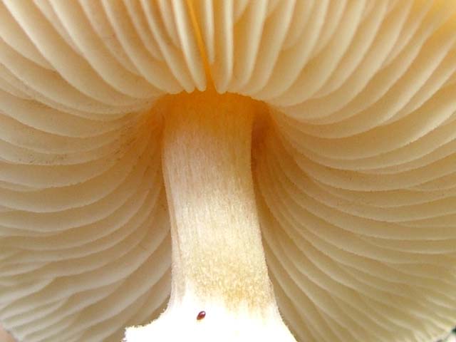 Mushroom