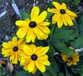 Black-eyed Susans