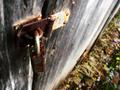 rusted lock, sodden ground