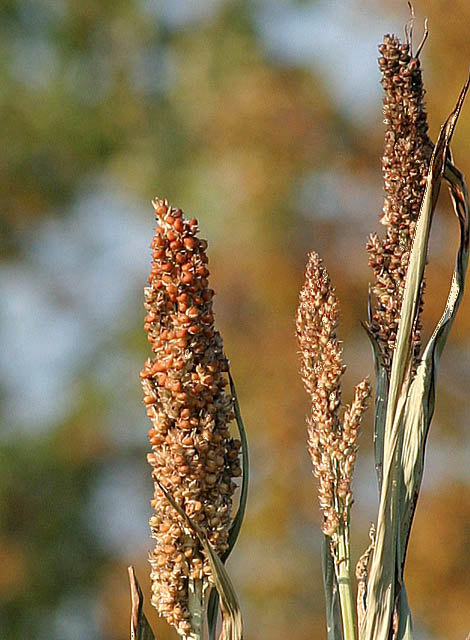 Sugar Cane -N- Grain