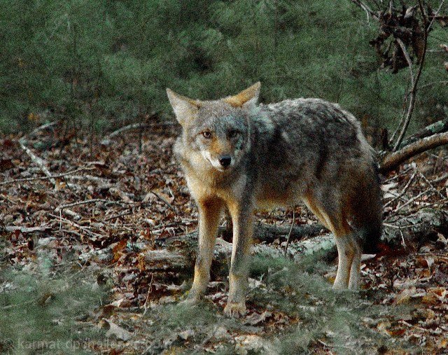 Coyote -- Predator or Prey?