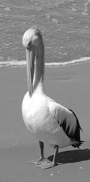 Preening Pelican