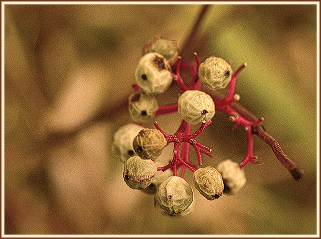 October Berries