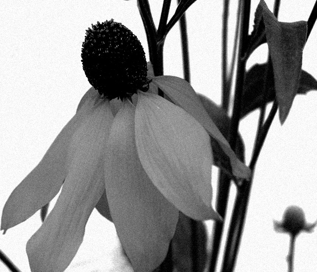 Coneflower