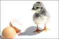 ... Chicken or the Egg?