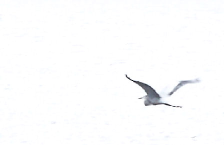 Flight on White