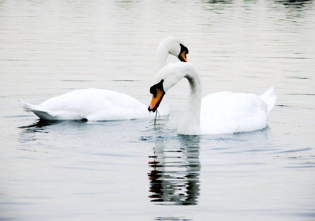Swan
