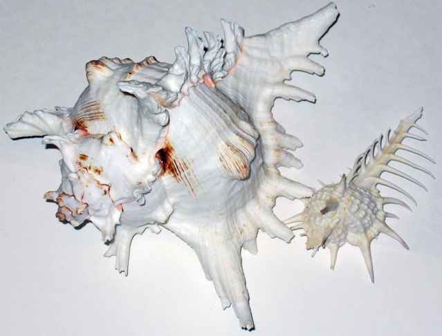 Shells