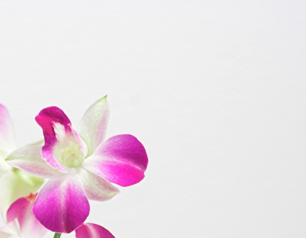 Flower on white