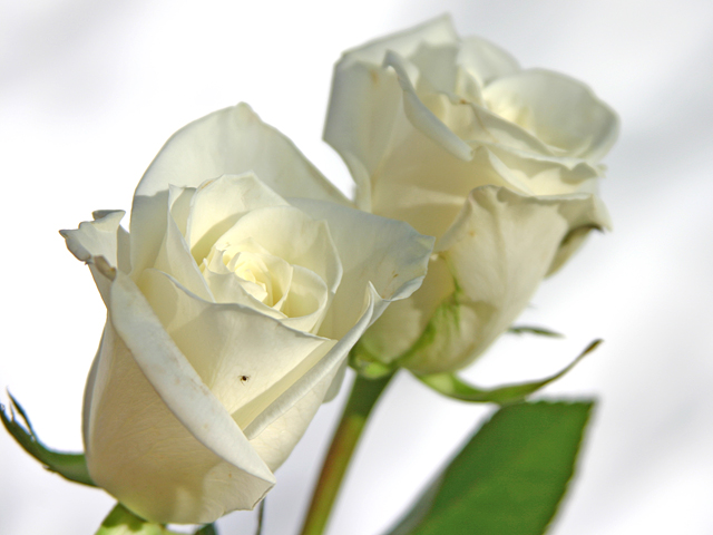 Ivory Roses