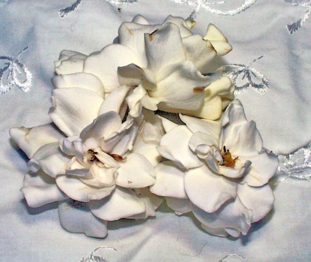 Gardenias