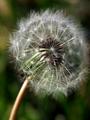 Don't Blow!!!