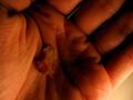 Tiny Leaf