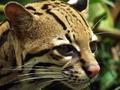 endangered