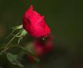 one rose... one tear