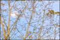 Autumn Tree and Moon at Sunrise