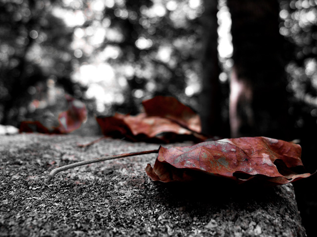 delicate leaves on a weathered grave