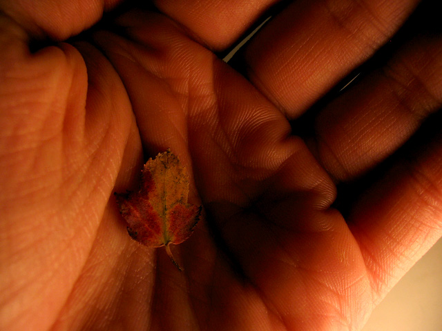 Tiny Leaf