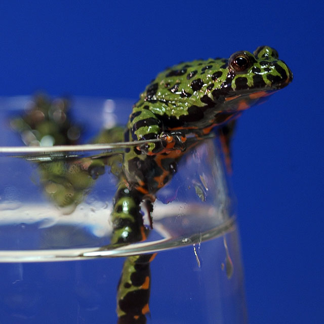 Please... no tap water.