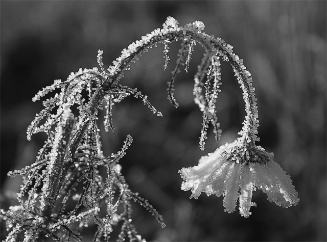 Delicately sugared