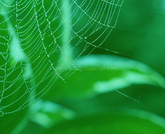 Natures Lace