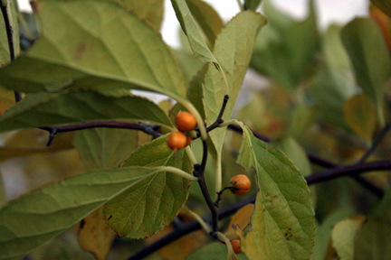 Berries and Leaves