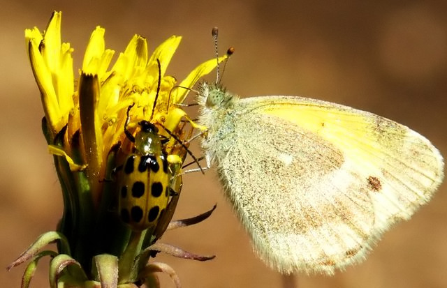 Three Delicate Beings