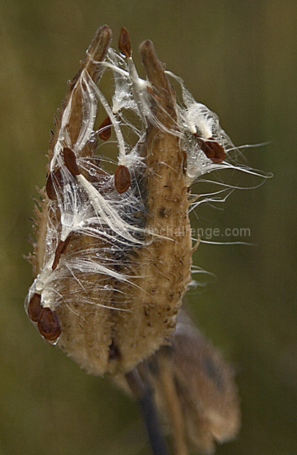 Rainy Day Milkweed