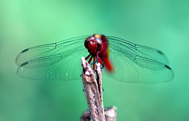 Delicate Flying Dragons