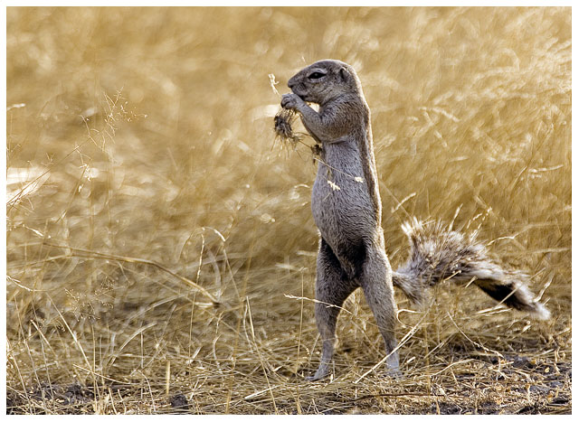 Ground Squirrel