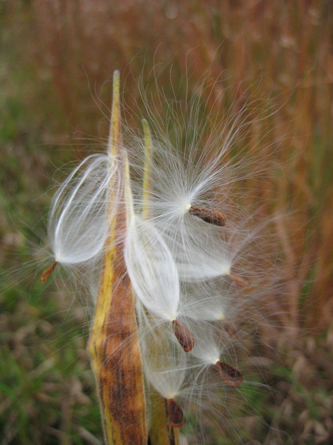 The Milkweed Pod