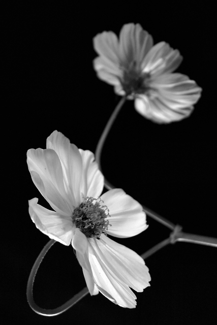 Cosmos bipinnatus Purity