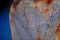 Xylem