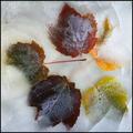 Autumn On Ice